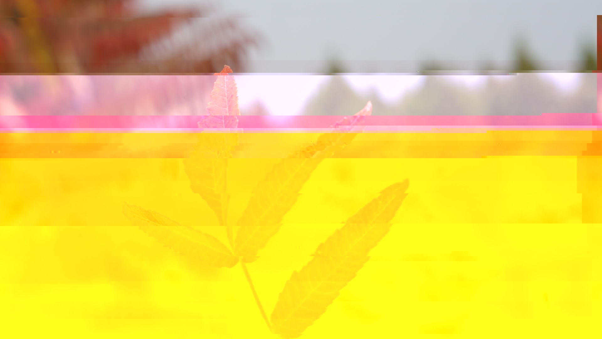 秋景